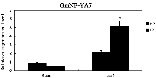 Soybean low phosphorus response genes capable of promoting formation of lateral roots and protein and application of soybean low phosphorus response genes
