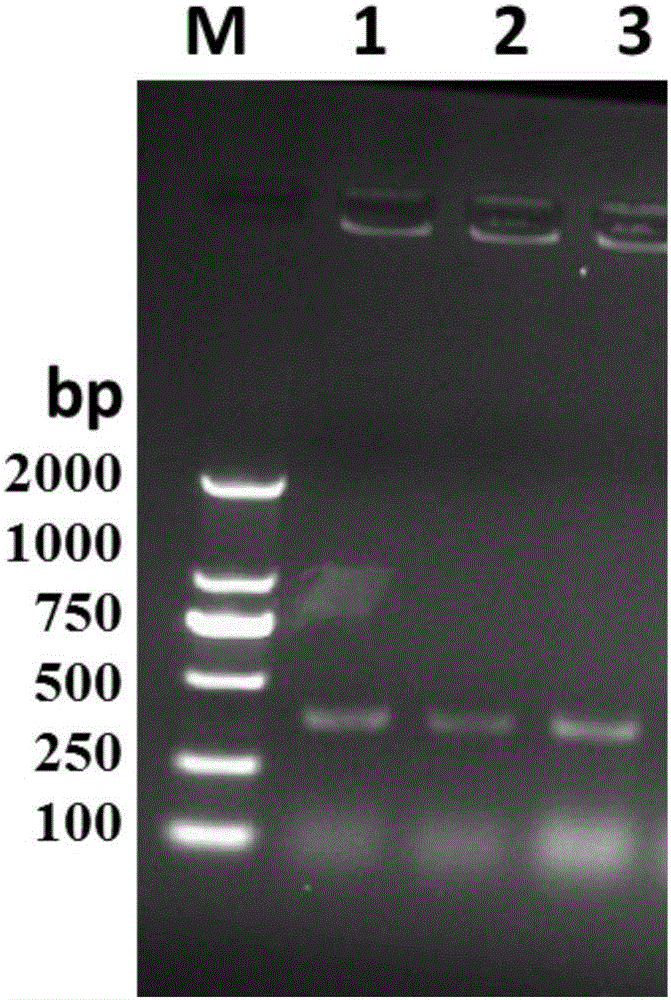 Method for preparing antibody aiming at beet armyworm caspase-1