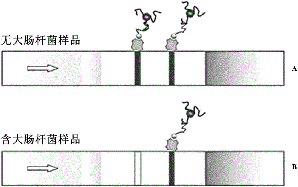 Nucleic acid aptamer-based escherichia coli O157:H7 colloidal gold test strip, and detection method