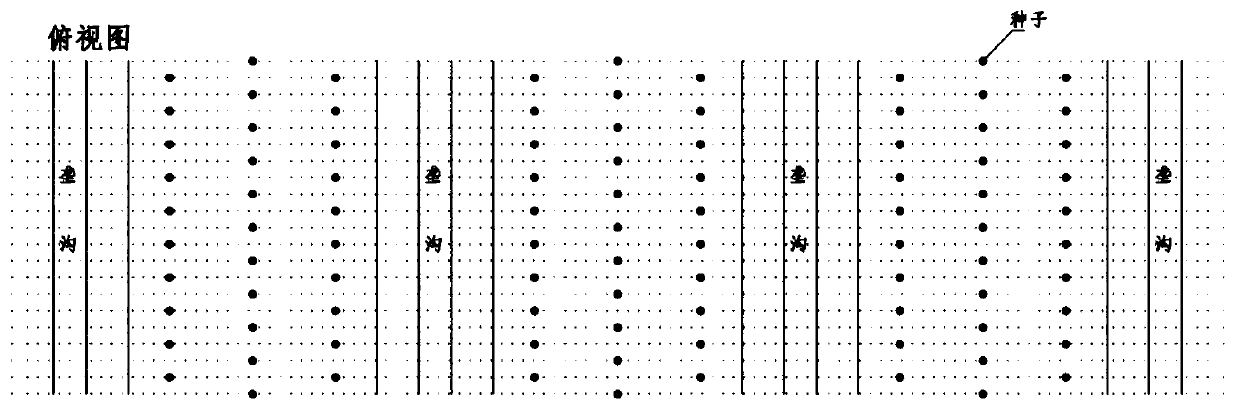 A method for cultivating kidney beans on a large ridge platform