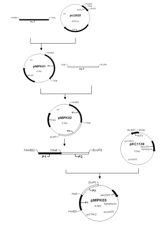 Engineering bacteria for generating gentamicin C1a and constructing method of engineering bacteria