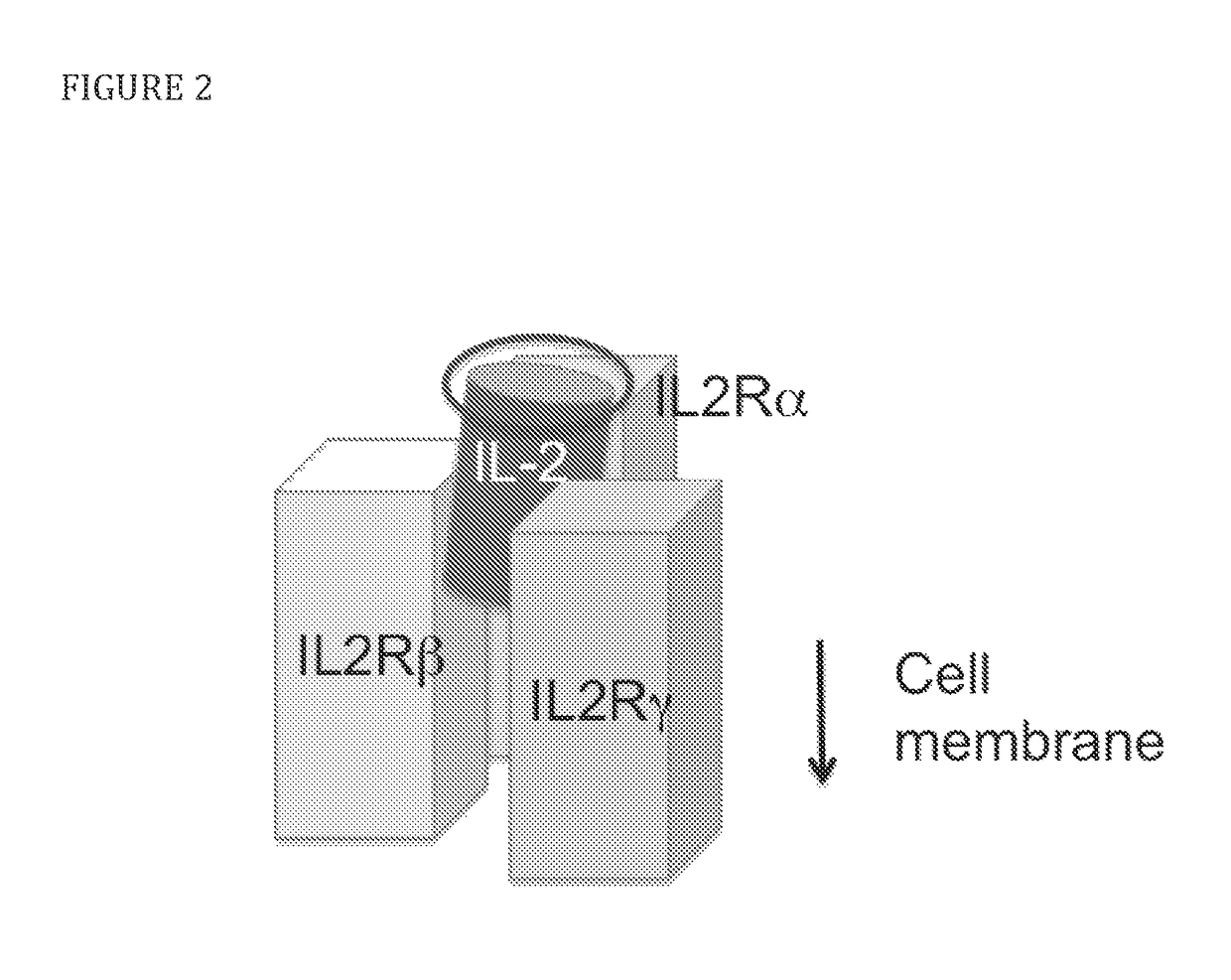 Modified IL-2 variants that selectively activate regulatory T cells