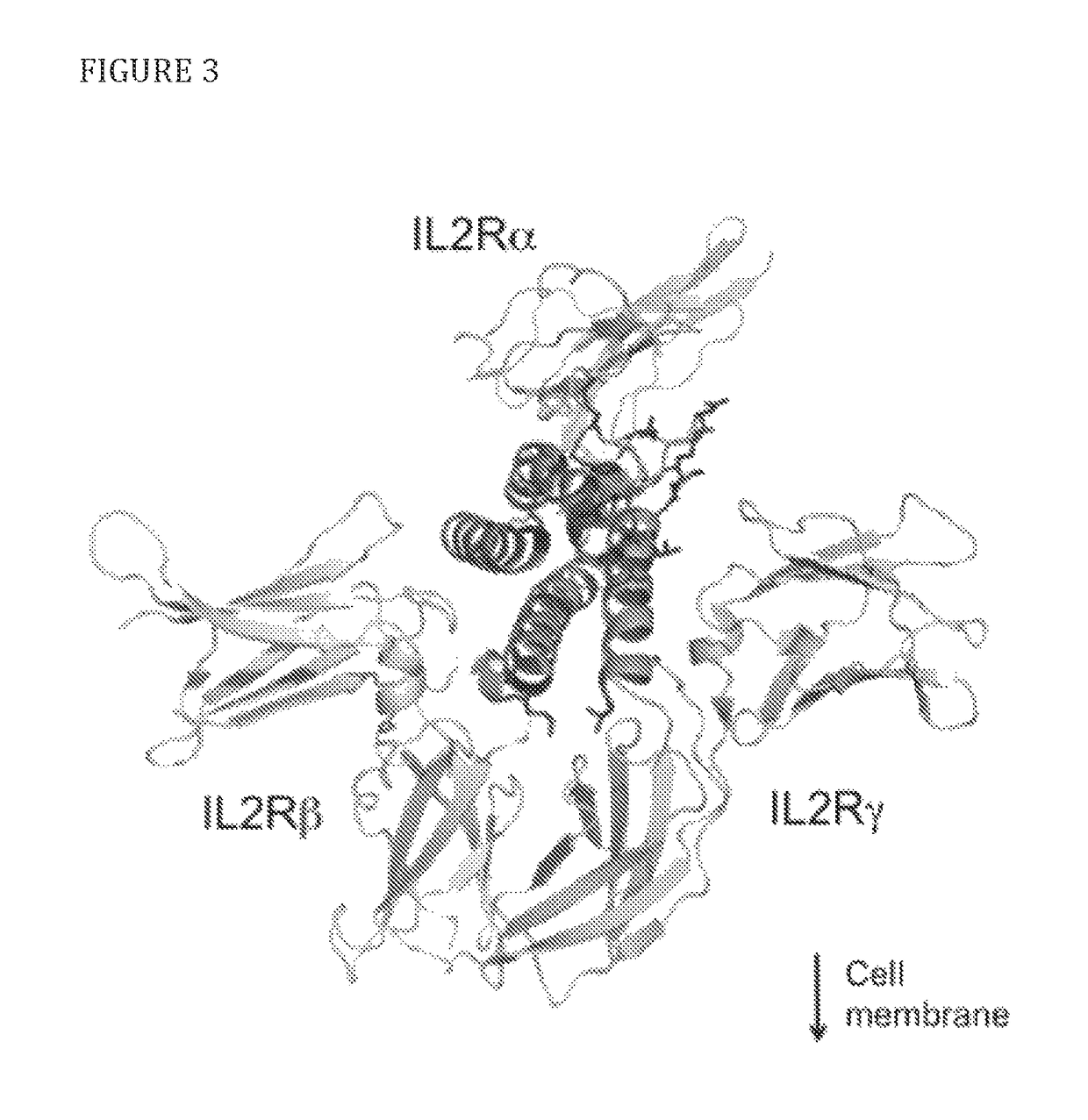 Modified IL-2 variants that selectively activate regulatory T cells