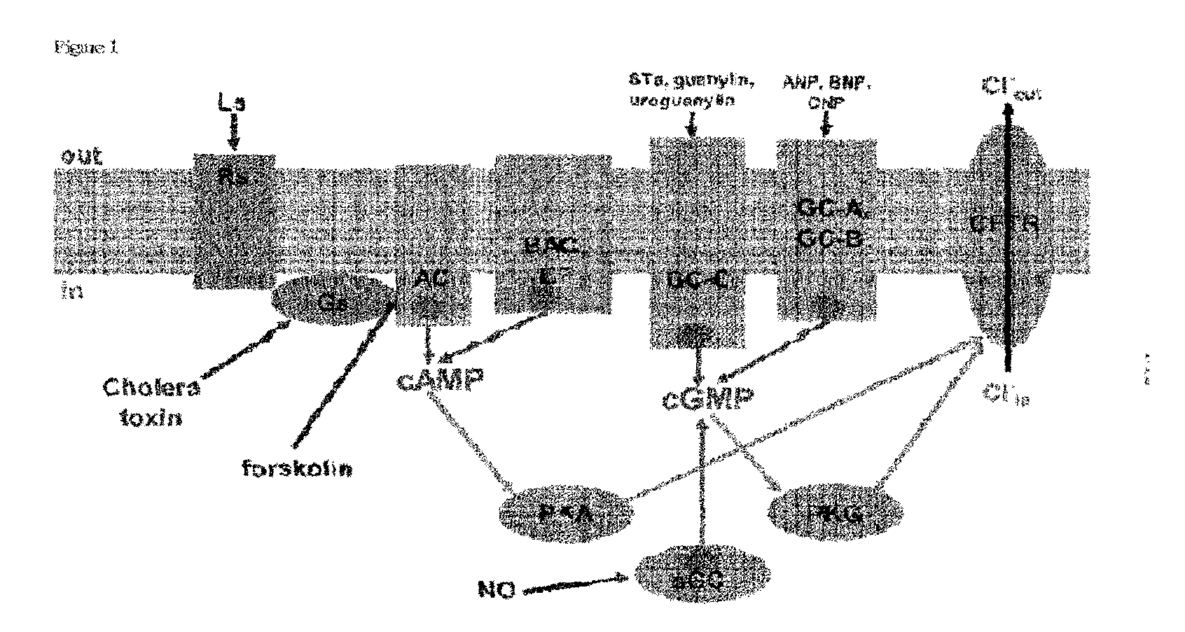 Inhibitors of Cyclic Nucleotide Synthesis and Their Use for Therapy of Various Diseases