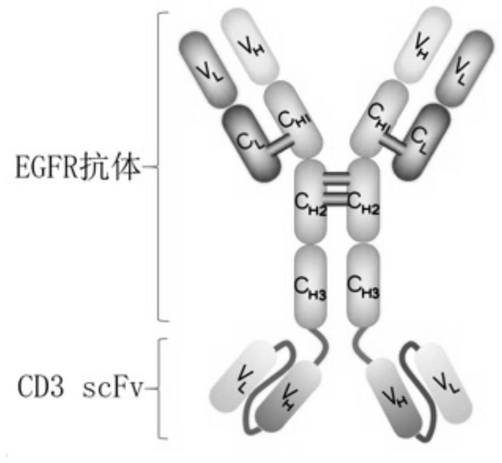 EGFR-CD3 bifunctional antibody and application thereof