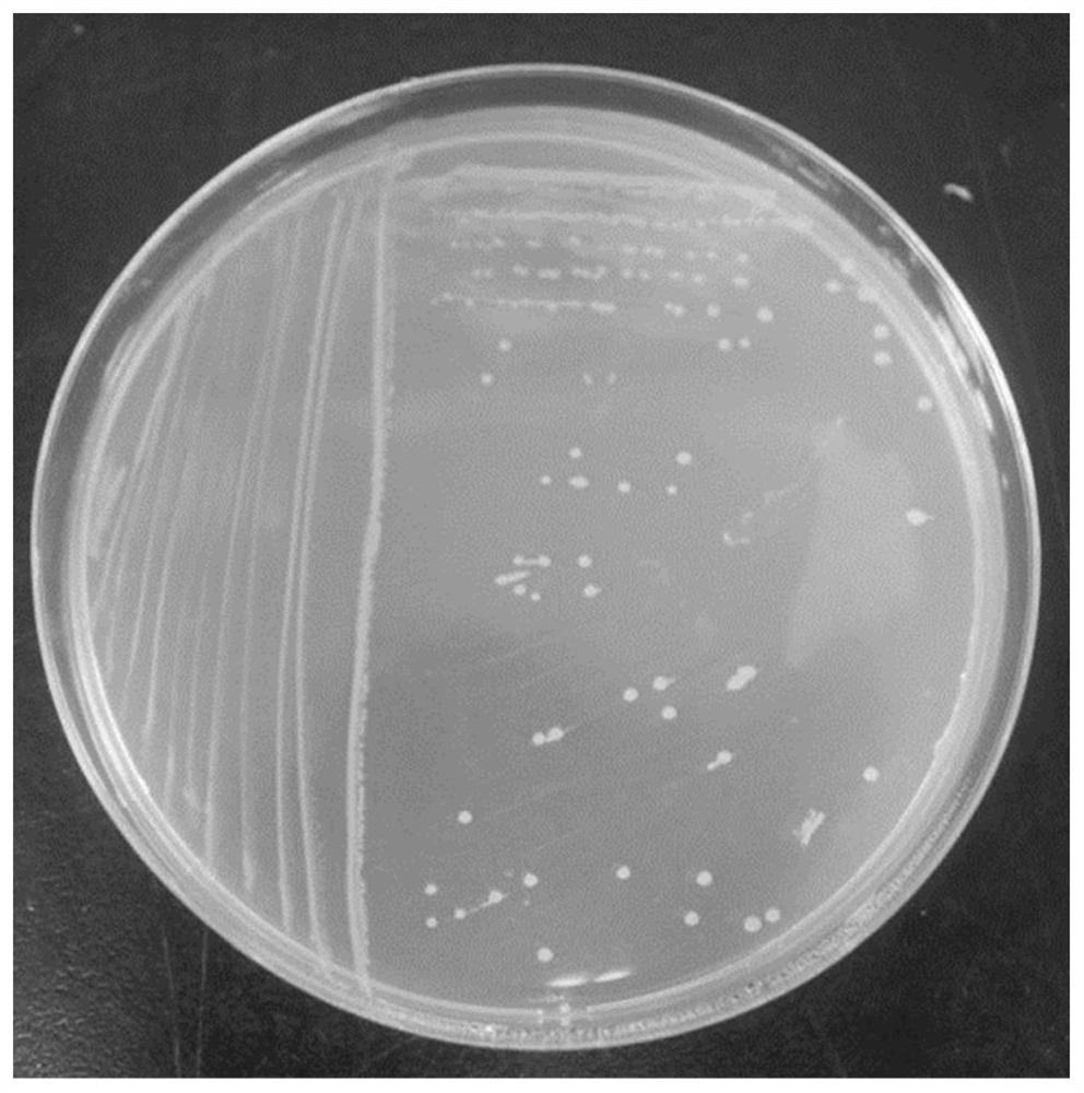 Preparation method and application of a compost low-temperature composite fermentation bacterial agent