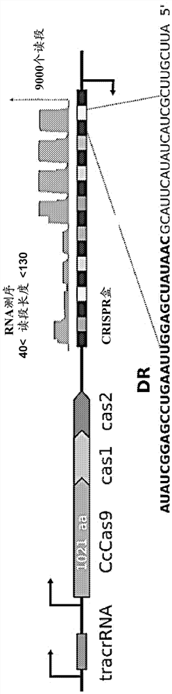 Dna-cutting agent