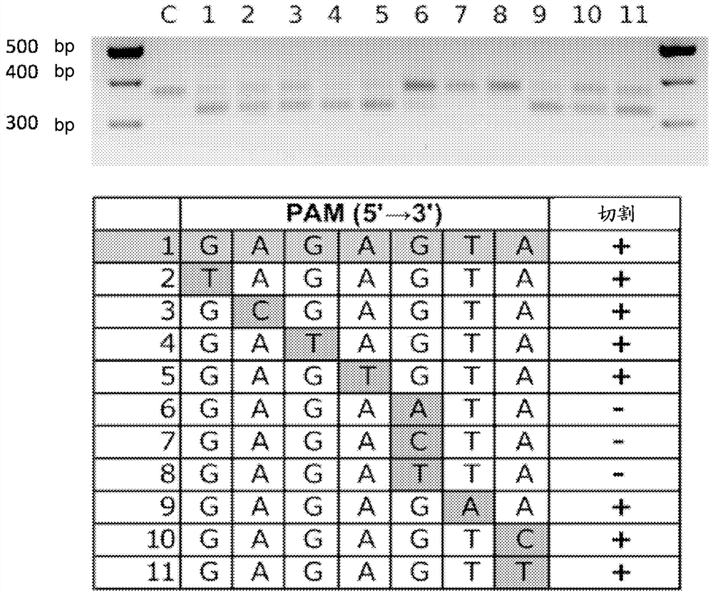 Dna-cutting agent