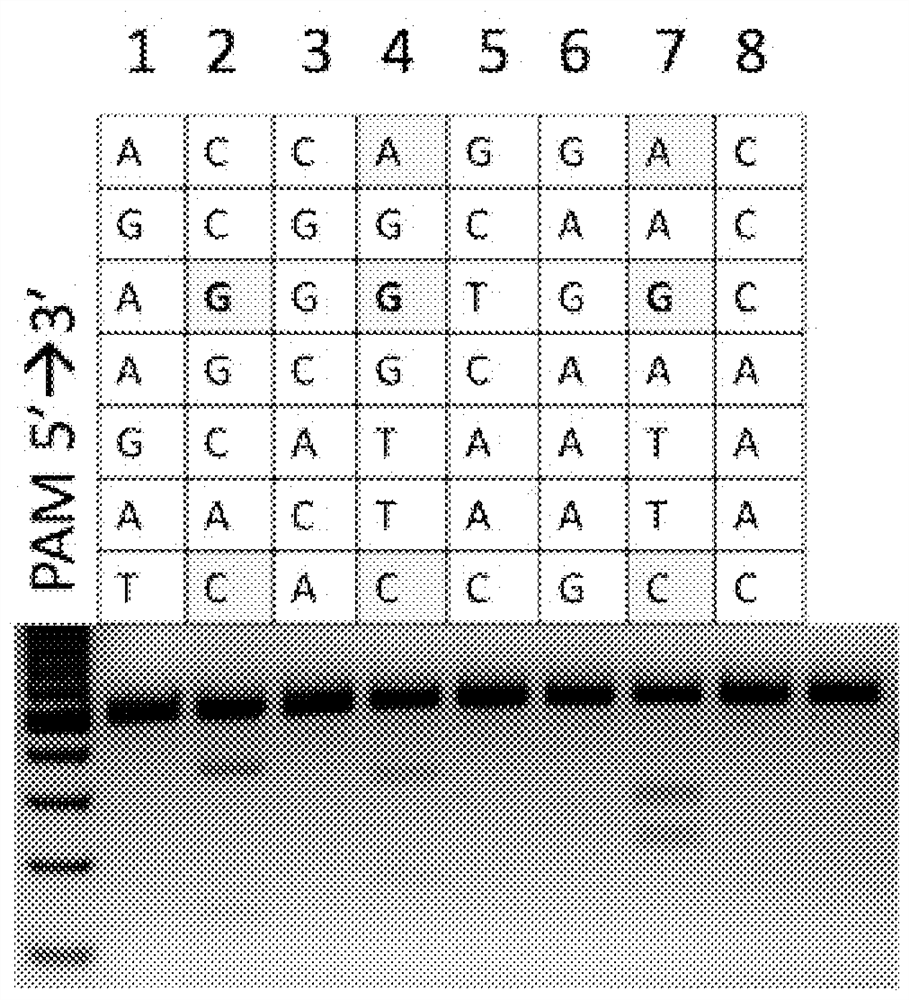 Dna-cutting agent