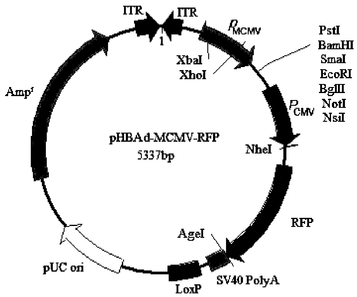 s100a9 recombinant adenovirus, its construction and application