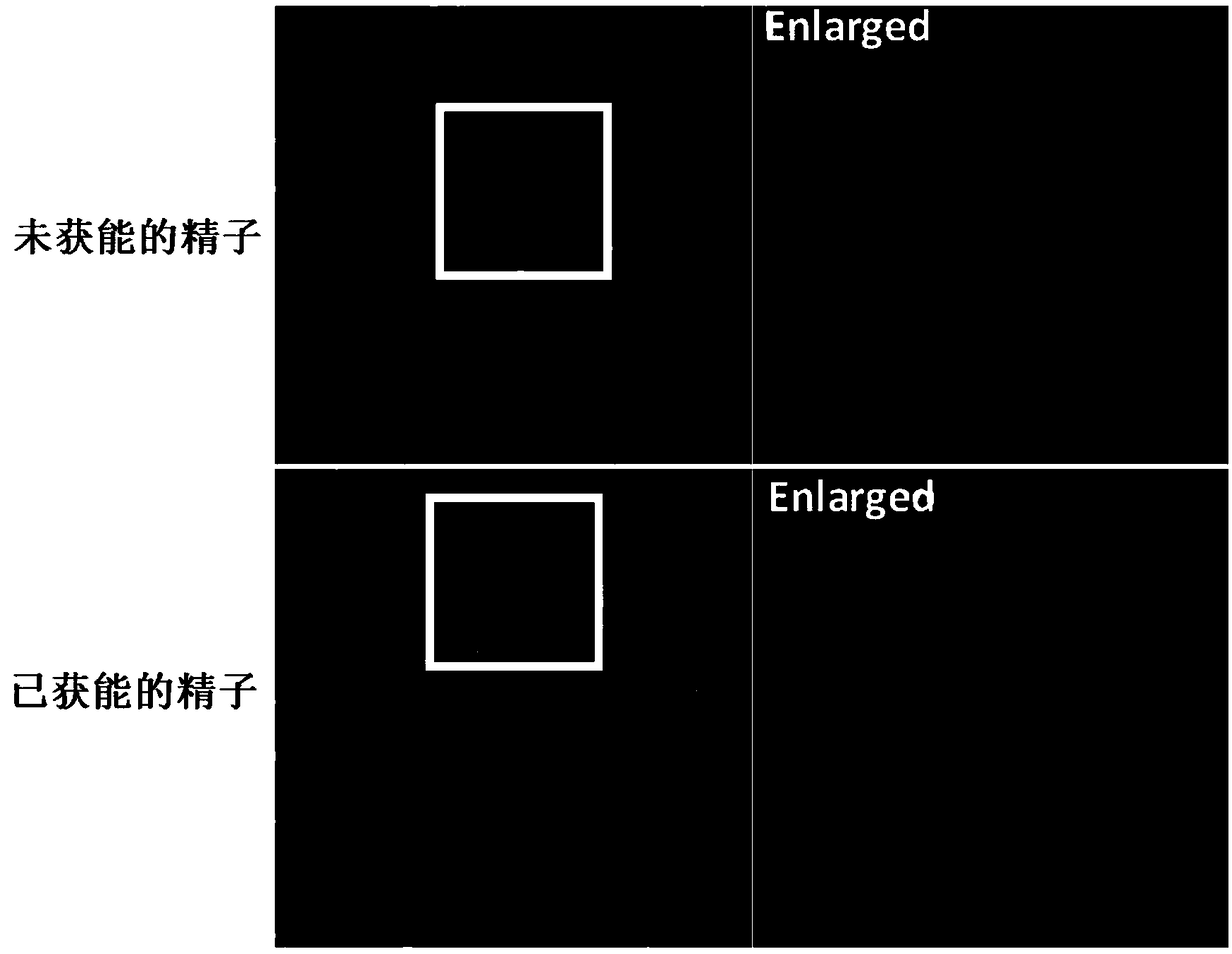 Use of human CD147