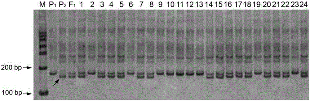 China pumpkin powdery mildew molecular marker and primer pair identifying resistance character of China pumpkin powdery mildew