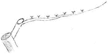 High-photosynthetic-efficiency, light-and-sample syzygium-samarangense shaping pruning method