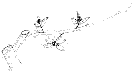 High-photosynthetic-efficiency, light-and-sample syzygium-samarangense shaping pruning method