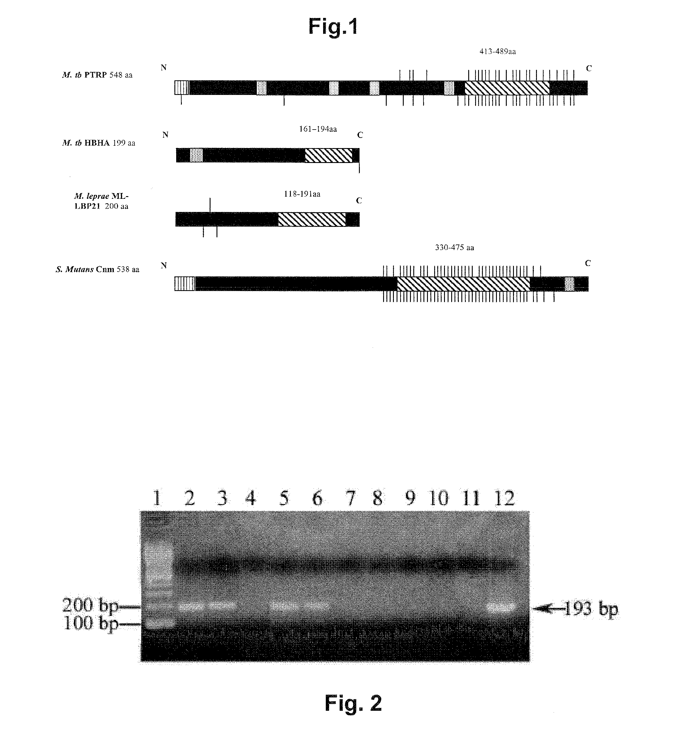 Immunodominant mycobacterium tuberculosis peptides from cell wall proteins for early diagnosis and immunization