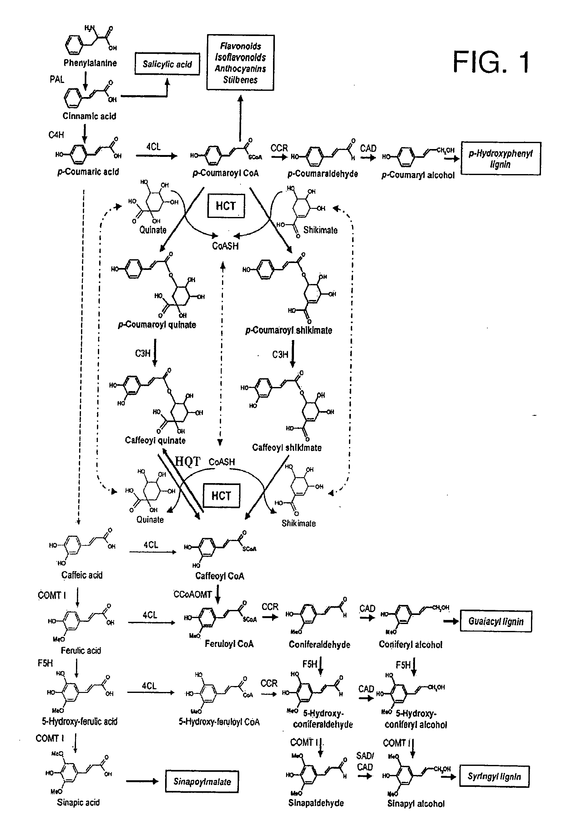 Polynucleotides Encoding Phenylpropanoid Pathway Enzymes in Coffee