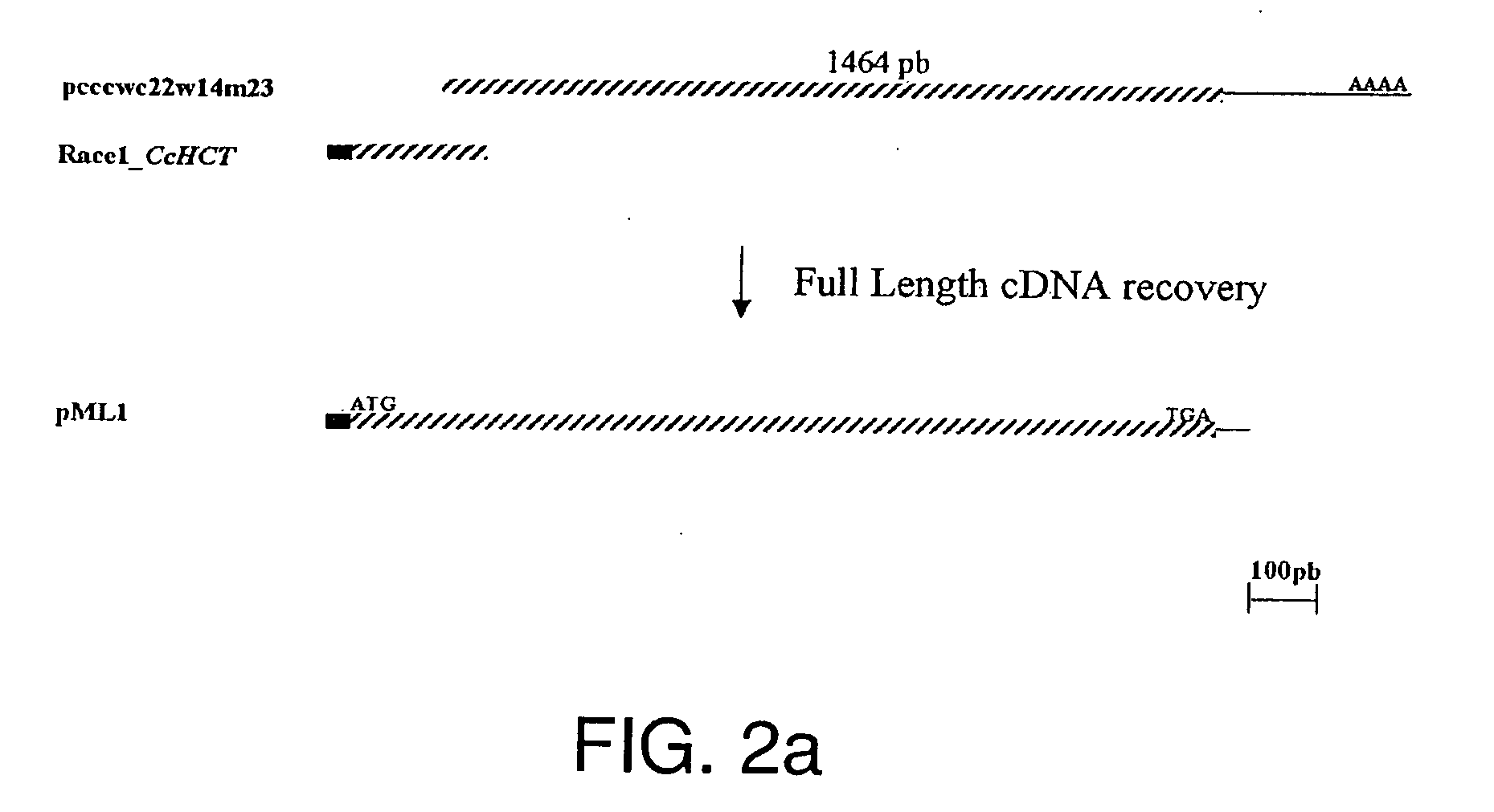 Polynucleotides Encoding Phenylpropanoid Pathway Enzymes in Coffee