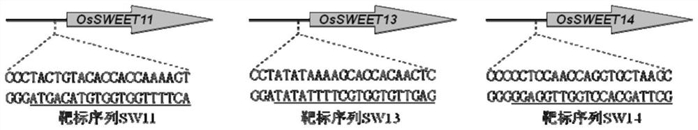 Method for cultivating broad-spectrum bacterial blight-resistant rice by modifying rice ossweet gene promoter