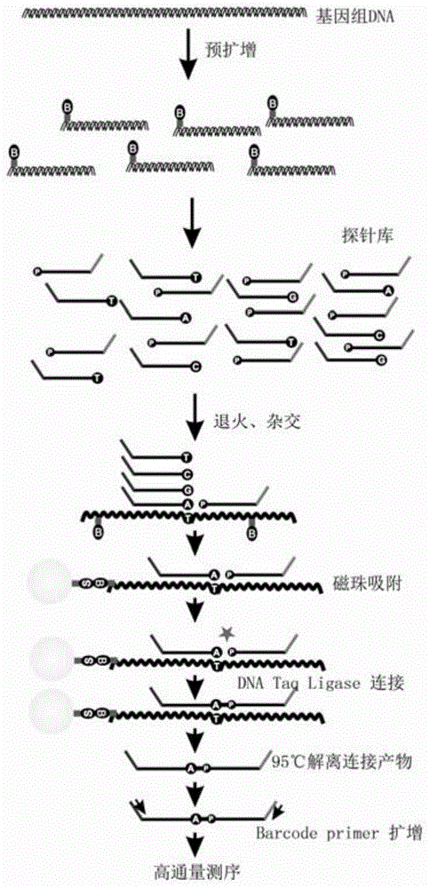 A SNP detection method based on high-throughput sequencing