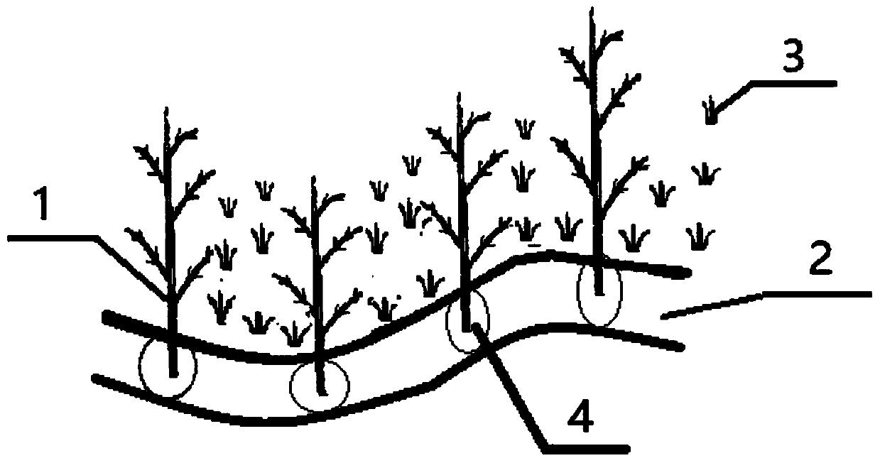 A kind of persimmon-rice three-dimensional ecological planting method