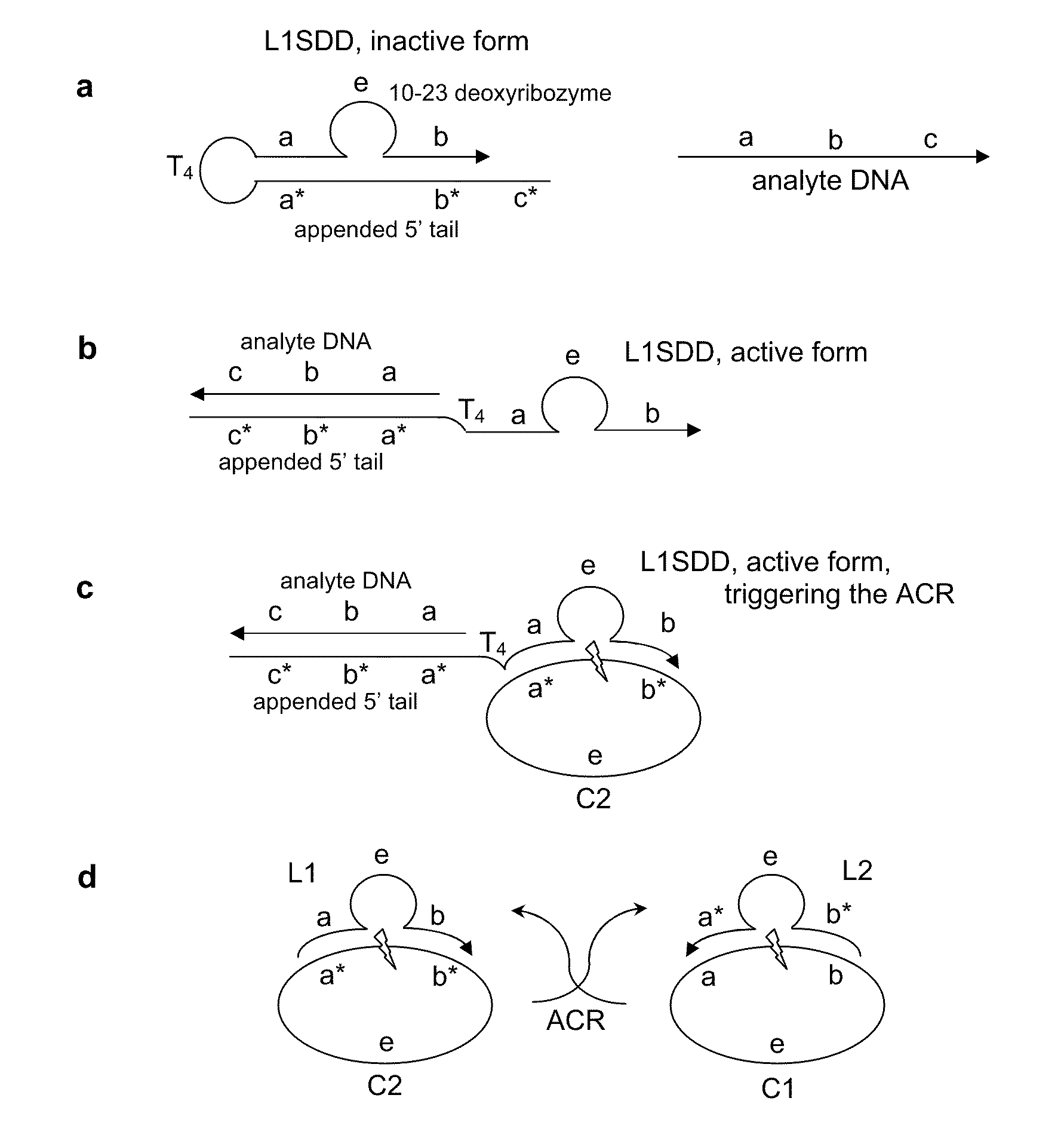 Analyte detection using autocatalytic chain reactions