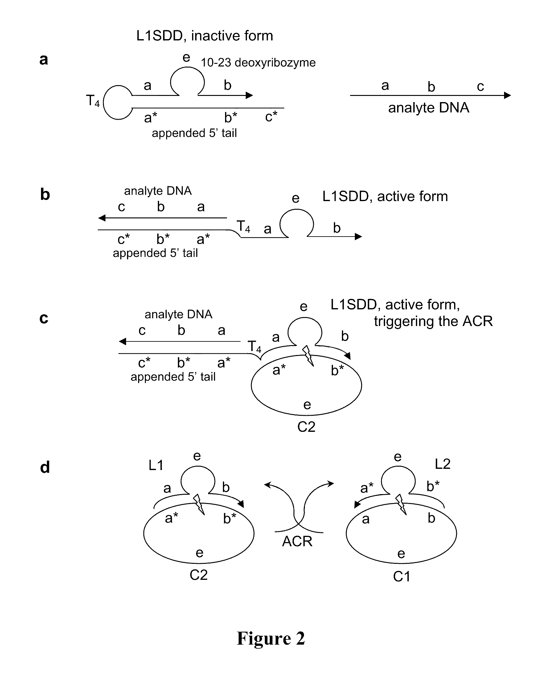 Analyte detection using autocatalytic chain reactions