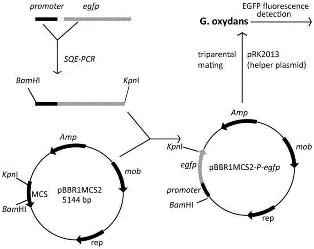 A Gradient Strength Promoter of Gluconobacter oxidans