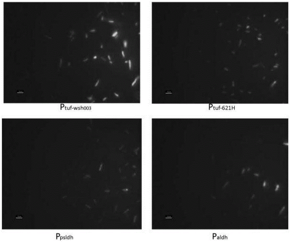 A Gradient Strength Promoter of Gluconobacter oxidans