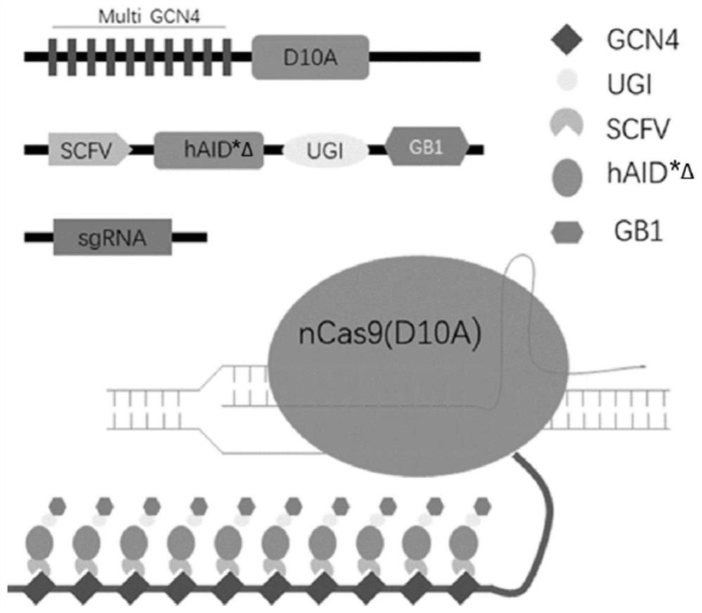 Base editing tools and their applications and methods for wide-window and sequence-bias-free base editing in eukaryotic cells