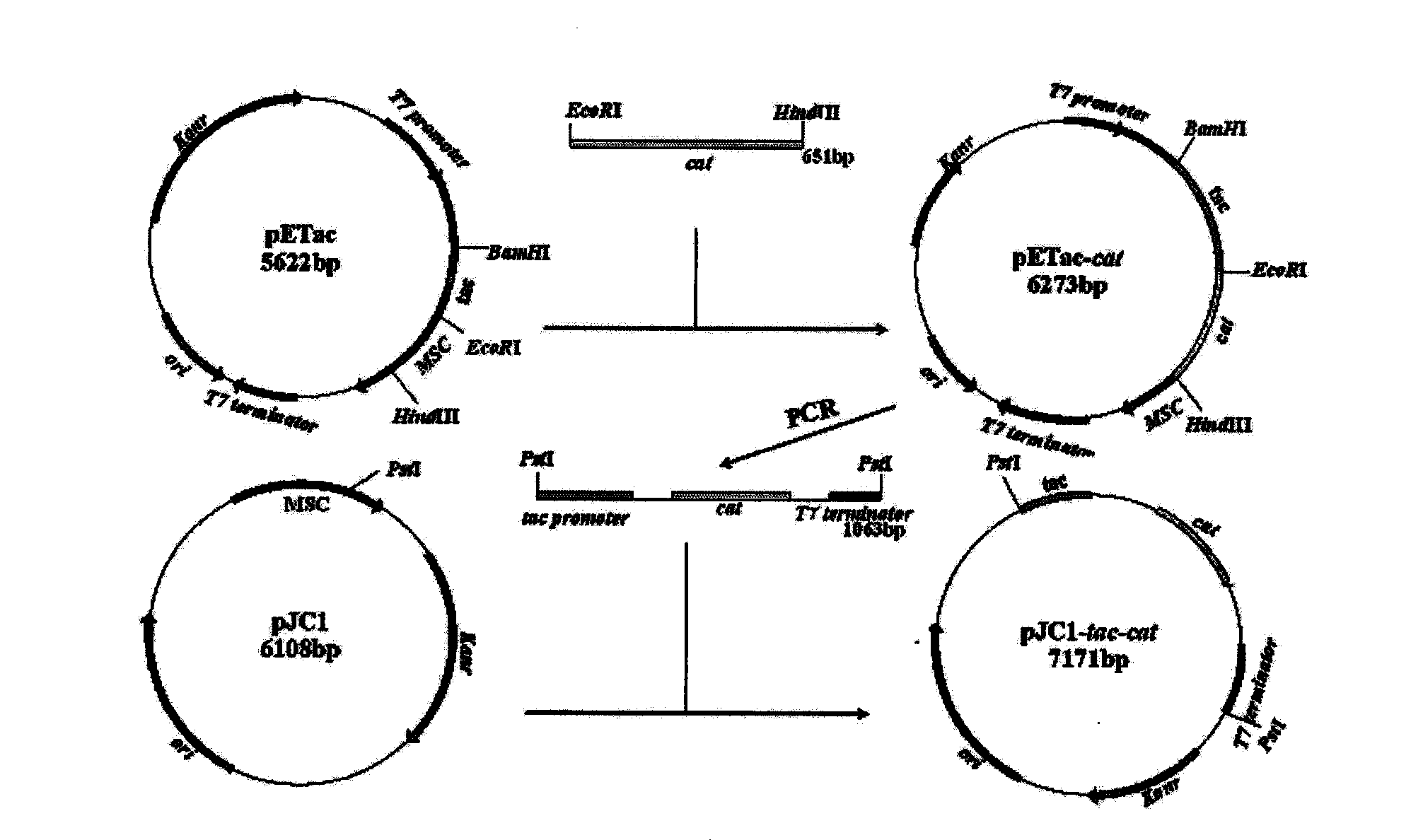 Recombinant corynebacterium crematum by expression of vitreoscilla haemoglobin gene and use thereof