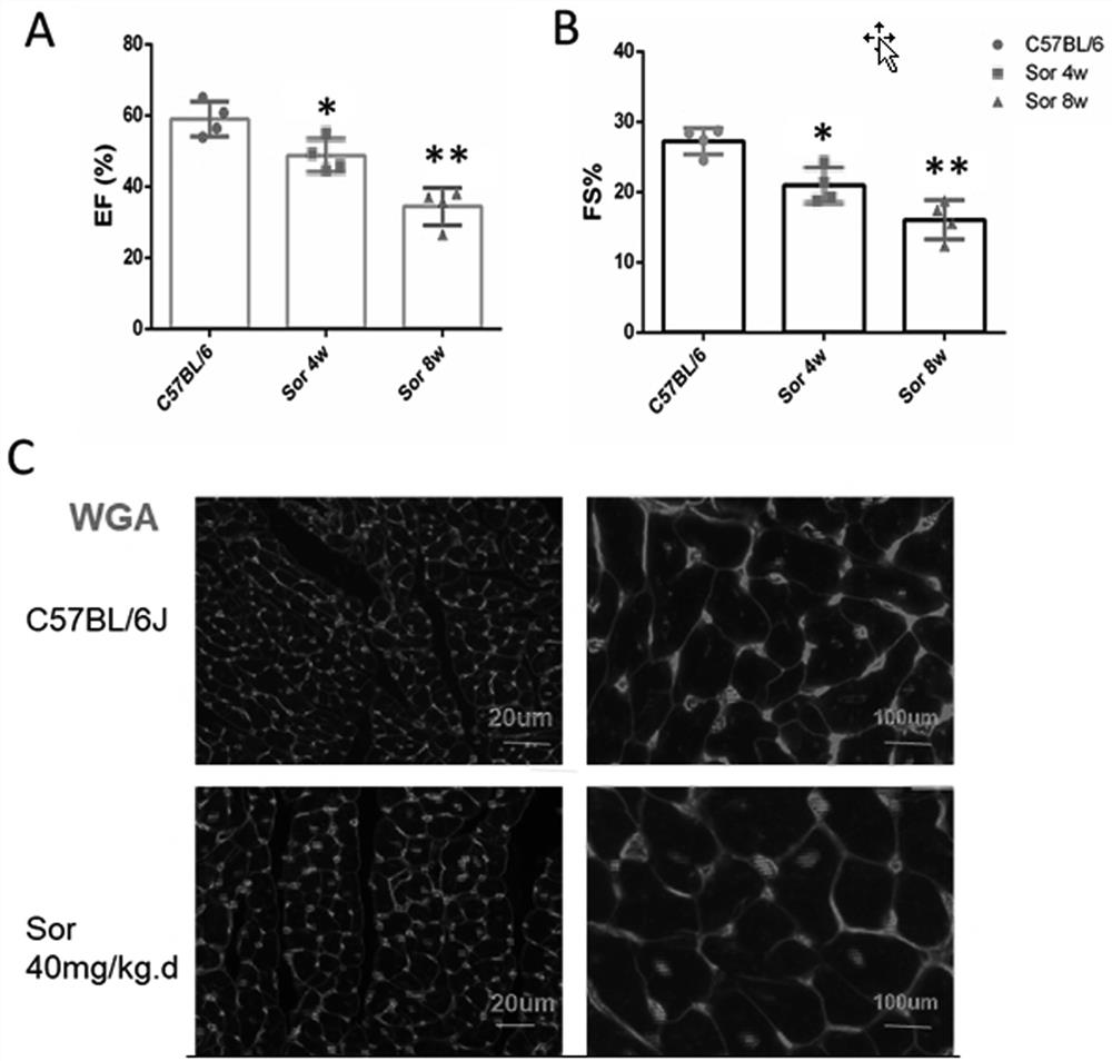 Medical application of CREG1 protein in prevention or treatment of sorafenib-induced myocardial injury