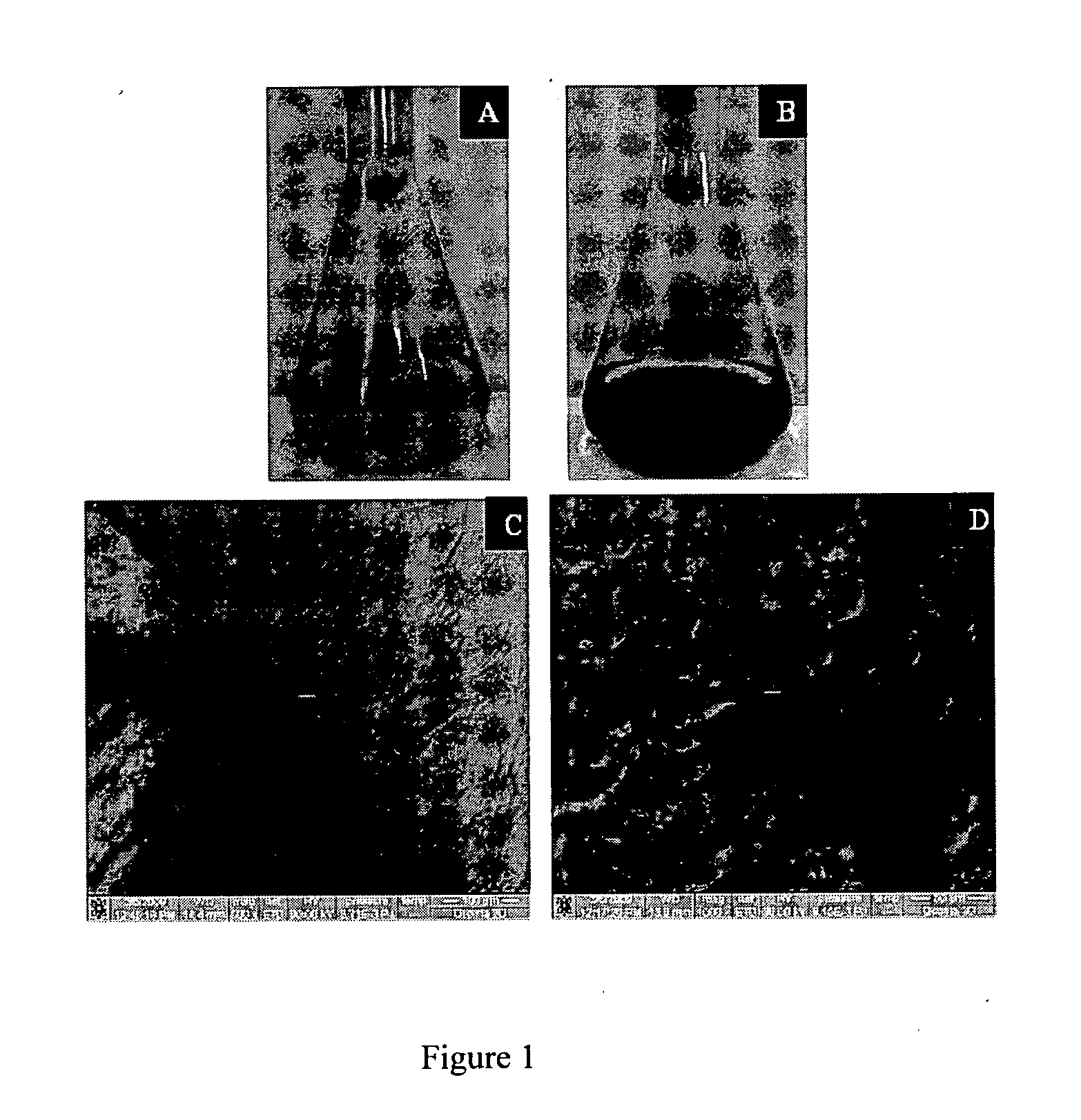 DNA loaded supported gold nanoparticles, process for the preparation and use thereof