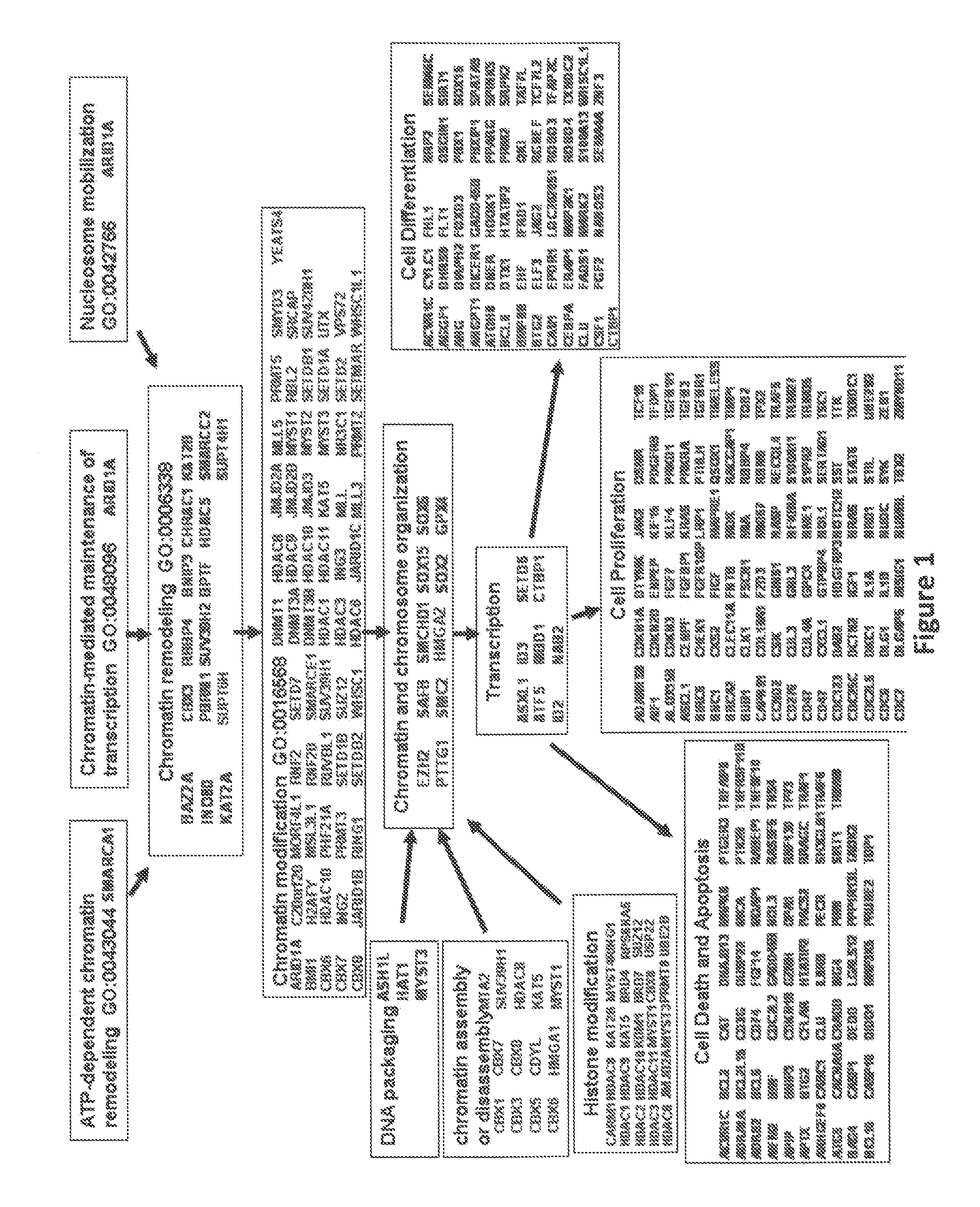 Compositions and Methods for the Prevention of Cancer in High Risk Patients