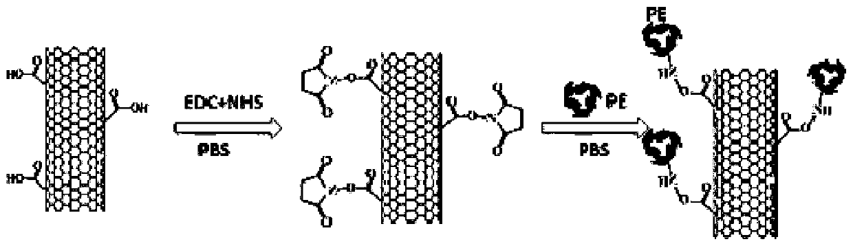 Use of novel material based on carbon nanotube and phycoerythrin