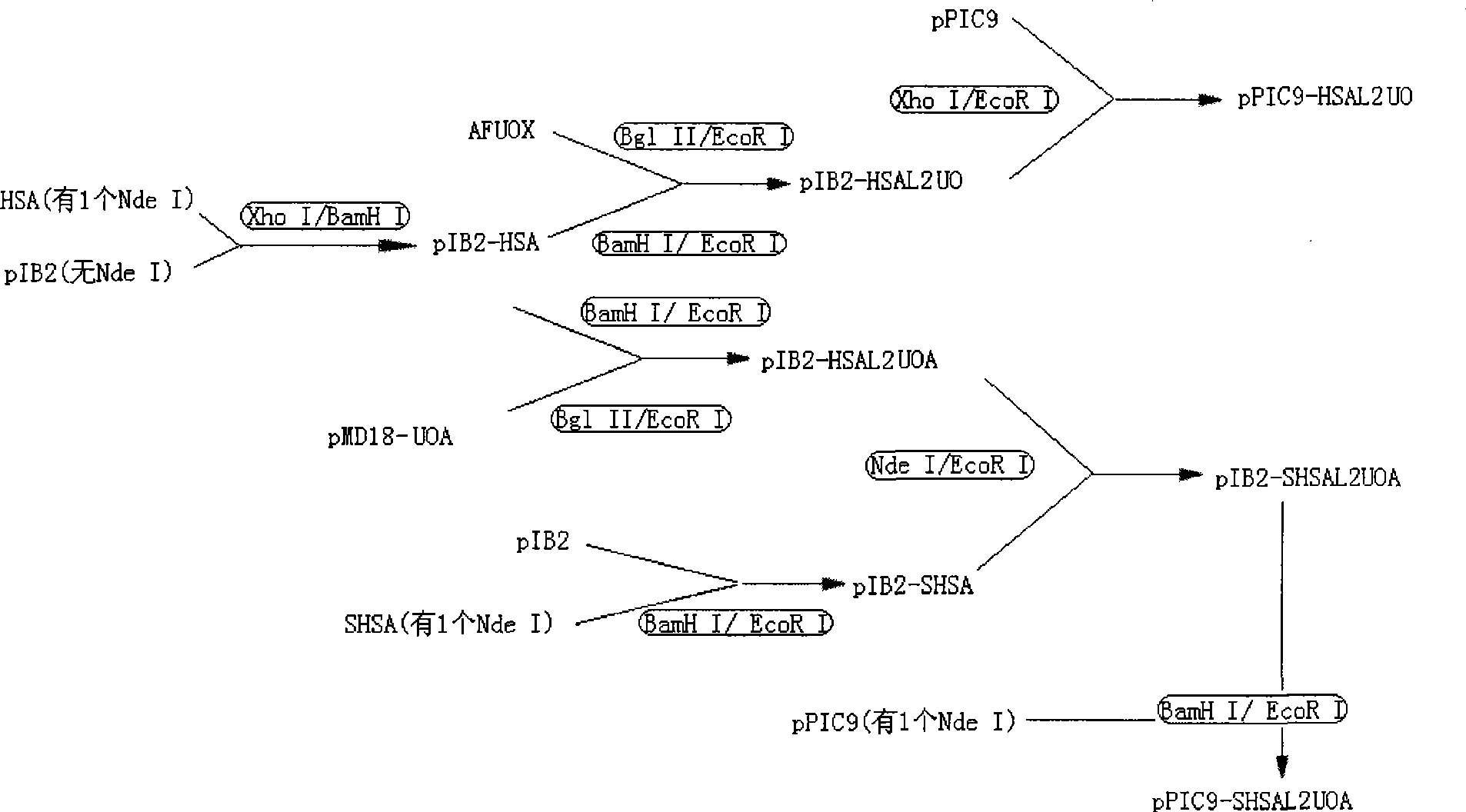 Fusion protein, encoding gene and uses thereof