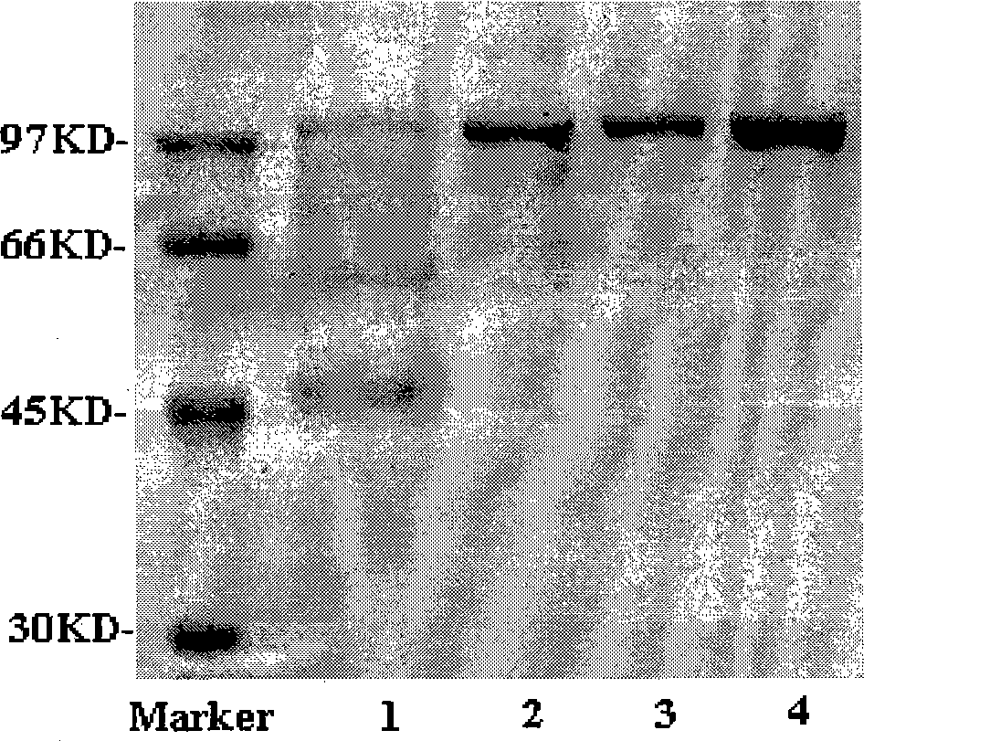 Fusion protein, encoding gene and uses thereof