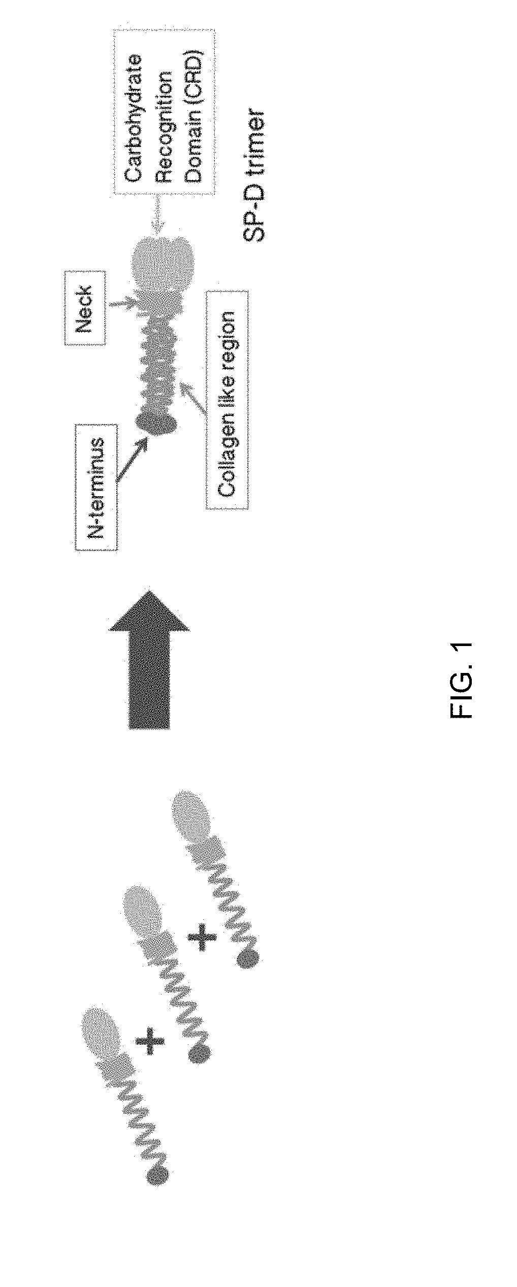 Methods and compositions for preparing surfactant protein d (sp-d)