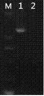 Preparation method and application of VHSV (viral hemorrhagic septicemia virus) viral sample particles