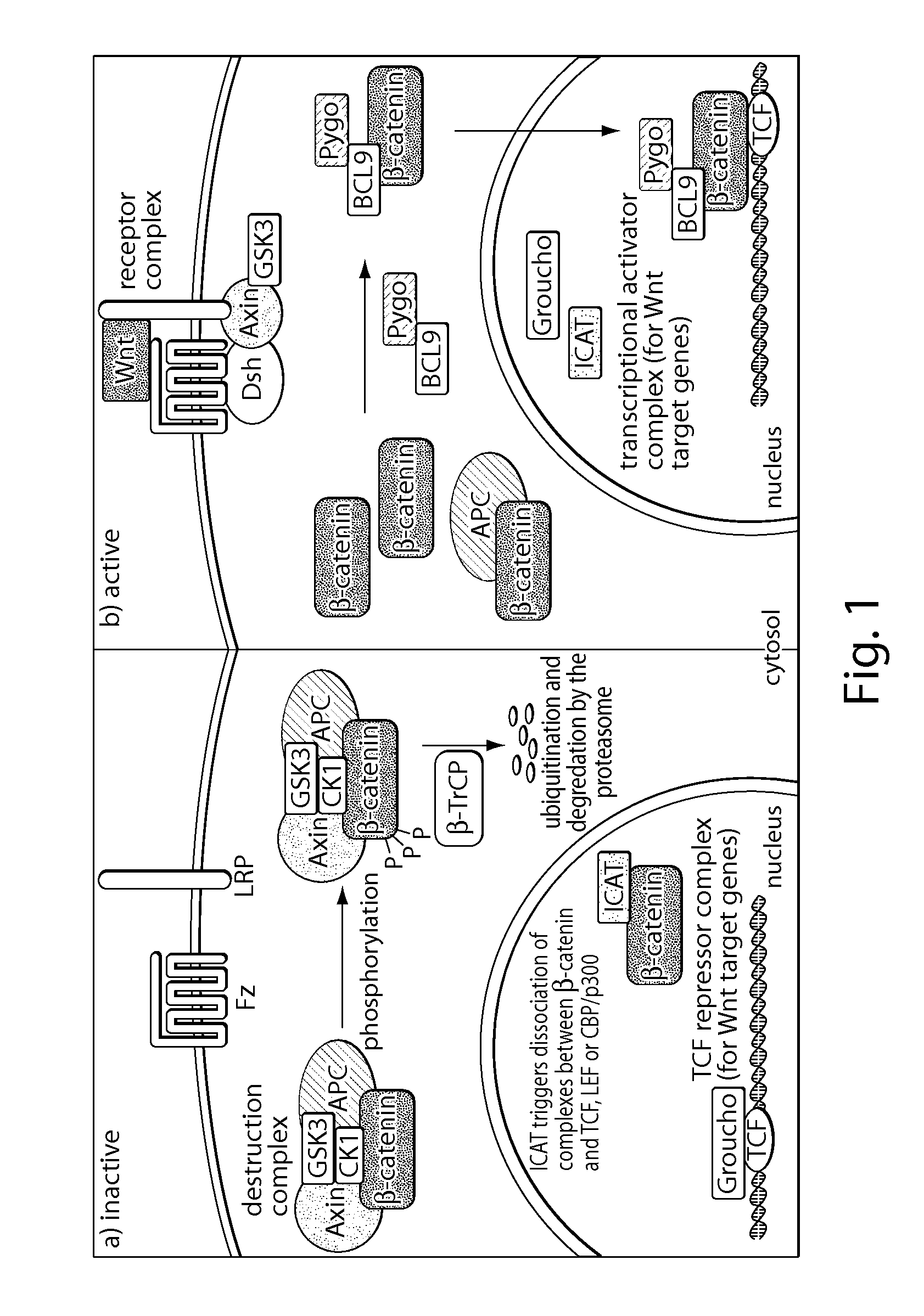 Beta-catenin targeting peptides and uses thereof
