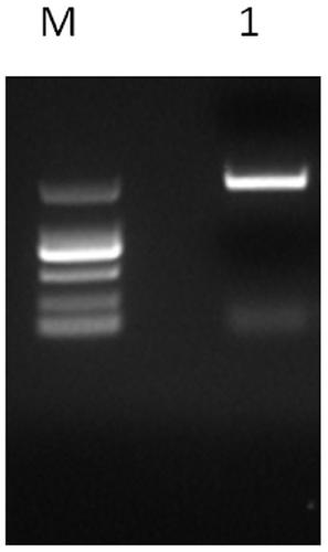 Tobacco outward-rectifying potassium ion channel gene NtSKOR1 as well as cloning method and application thereof