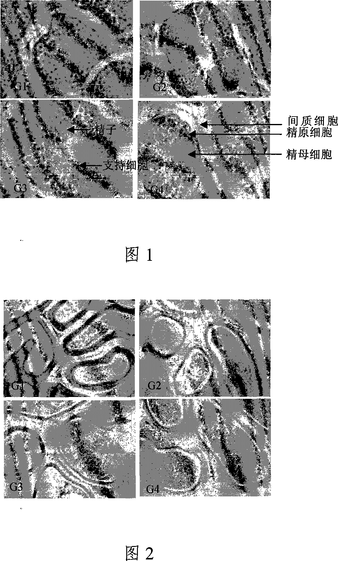 Method of promoting sire sexual organs and sperm developing