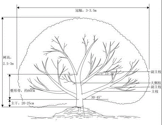 Pruning and trimming method for multi-branch dwarf-round-head type strawberry tree body structure