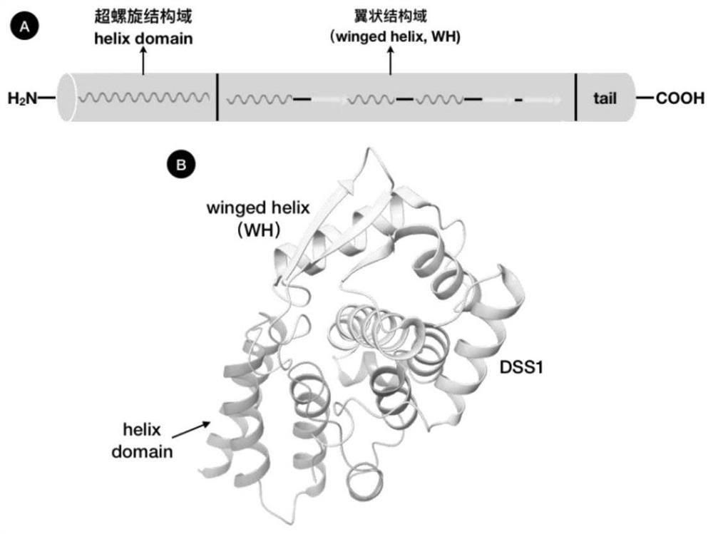 Application of human PCID2 protein in preparation or screening of antitumor drugs and compound with antitumor activity