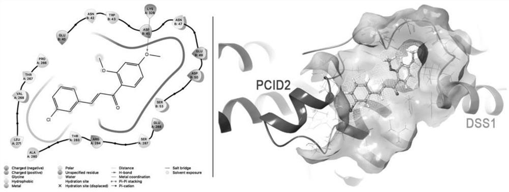 Application of human PCID2 protein in preparation or screening of antitumor drugs and compound with antitumor activity