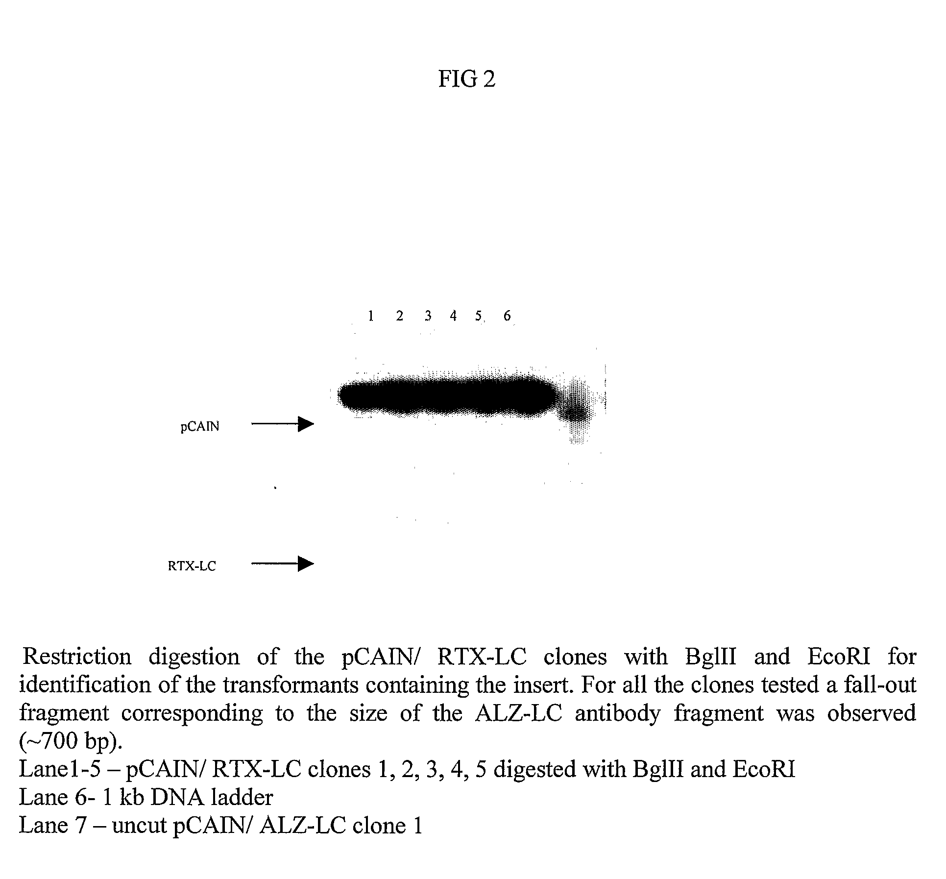 Method for the Production of a Monoclonal Antibody to CD20 for the Treatment of B-Cell Lymphoma