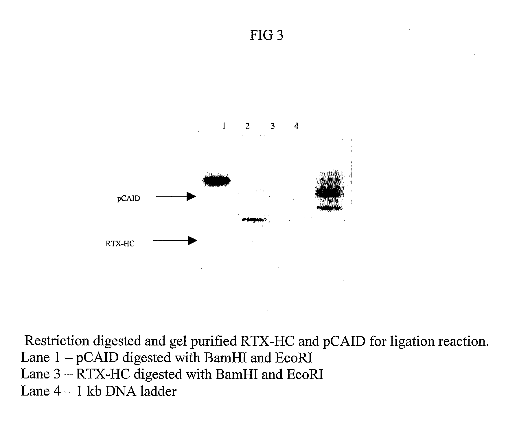 Method for the Production of a Monoclonal Antibody to CD20 for the Treatment of B-Cell Lymphoma