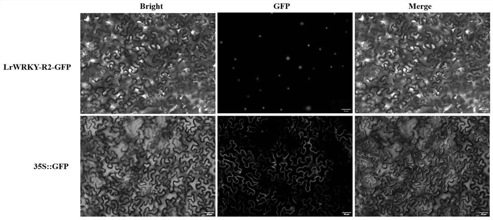 Application of LrWRKY-R2 protein and coding gene thereof in regulation and control of plant stress resistance