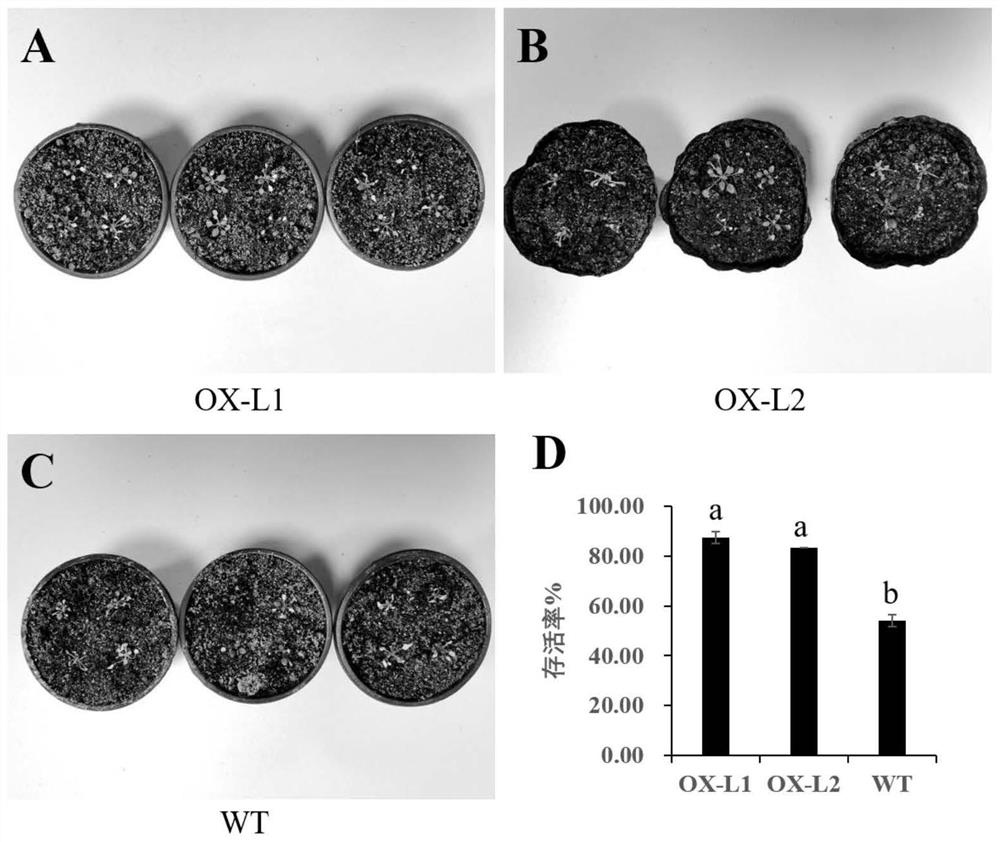 Application of LrWRKY-R2 protein and coding gene thereof in regulation and control of plant stress resistance