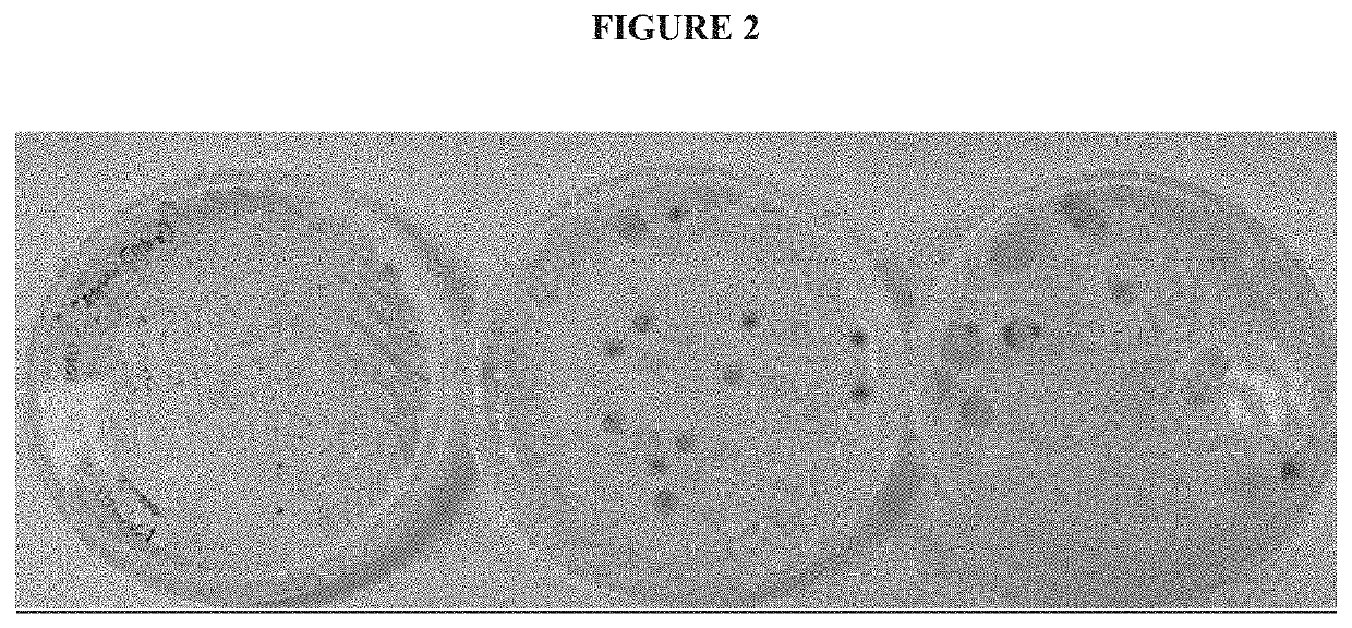 Subterranean microalgae for production of microbial biomass, substances, and compositions