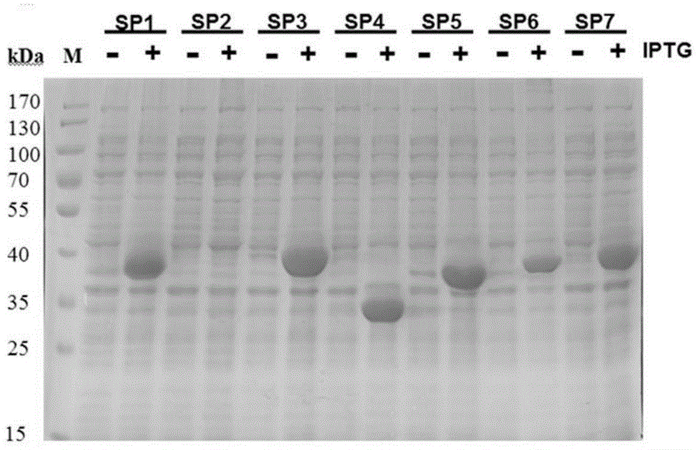 Antigen for detecting porcine epidemic diarrhea virus neutralizing antibody and its preparation method and application